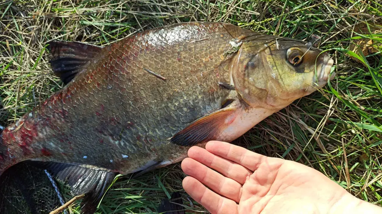 Duży leszcz leży na trawie, obok dłoni wędkarza. Ciekawe, na co bierze karp w tym miejscu.