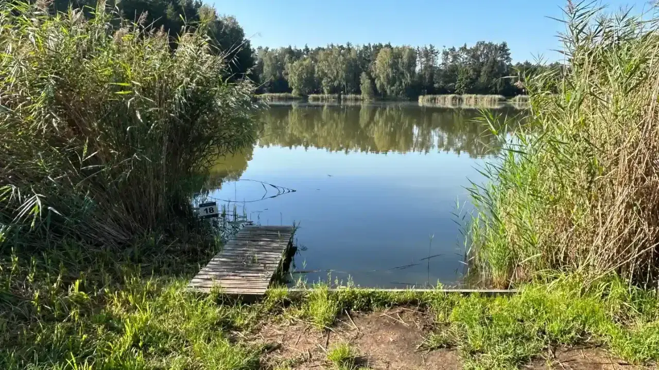 Spokojne jezioro sosno, z drewnianym pomostem i trzcinami po bokach.