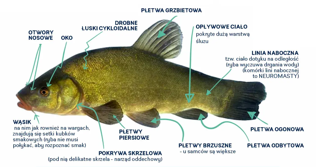 Anatomia ryby: otwory nosowe, oko, łuski, płetwy, linia boczna (neuromasty). Czy ryba ma mózg? Tak, ryby mają mózg, choć jego budowa różni się od ludzkiej.