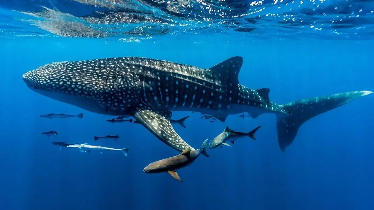 Wielki rekin wielorybi, który jest rybą, pływa w głębinach oceanu, otoczony mniejszymi rybami.