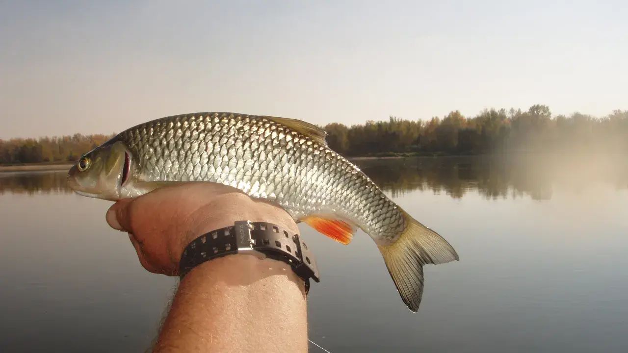 Ryba złowiona na płoć, z widoczną łuską i pomarańczową płetwą. W tle spokojna rzeka i jesienne drzewa.