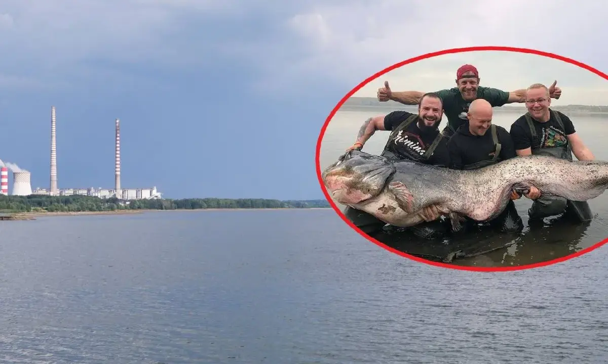 Czterech wędkarzy z gigantycznym sumem na tle elektrowni w Rybniku. Zalew Rybnik skrywa wielkie tajemnice.