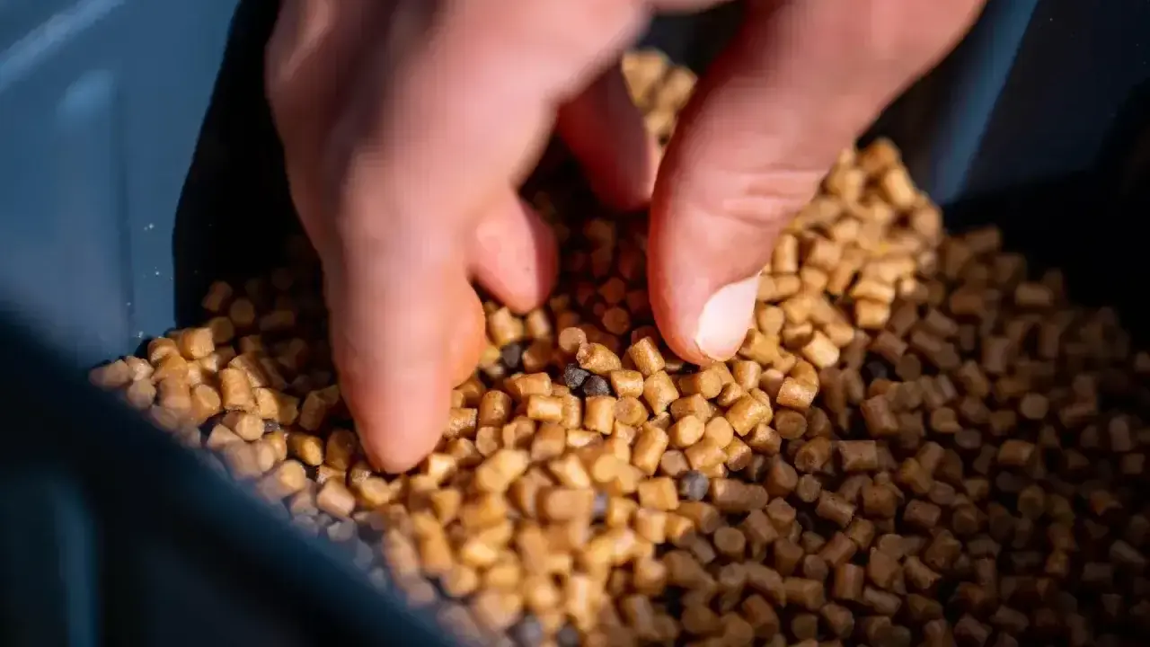 Dłoń sięga po pellet, który posłuży jako tuszol do nęcenia ryb.