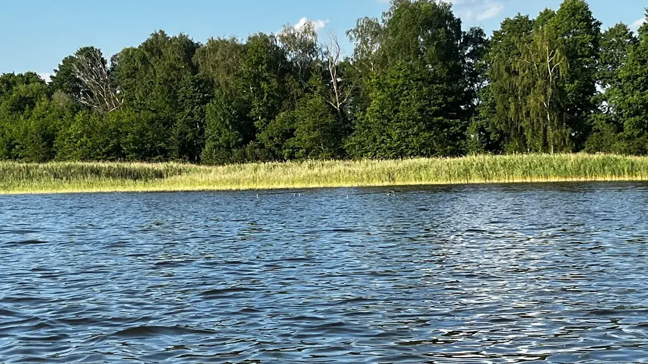 Spokojne jezioro wieleńskie z falującą wodą i zielonym lasem w tle.