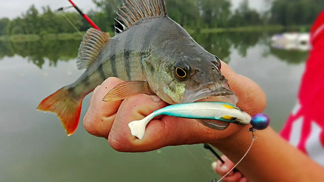 Okoń złowiony na spinning, z przynętą w pysku. Pokazuje, jak złowić okonia na spinning.