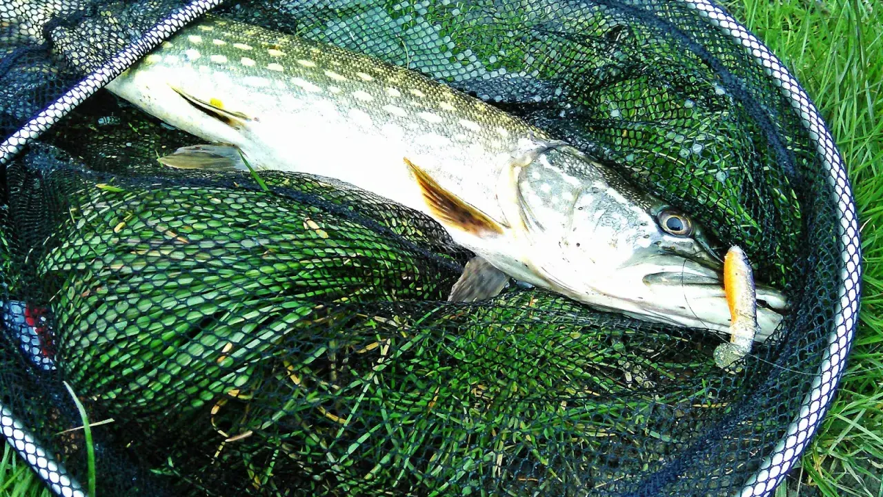 Szczupak złowiony na spinning, z przynętą w pysku, leży w podbieraku na trawie. To dowód, jak łowić szczupaki na spinning.