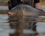 Karp wynurza się z wody, przygotowując się do tarła karasia w stawie.