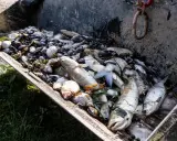 Ogromna ilość martwych ryb i muszli w metalowej skrzyni. Widoczny śnięcie ryb, które mogło być spowodowane zanieczyszczeniem lub brakiem tlenu w wodzie.