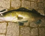 Piękny sandacz złowiony na spinning. Ryba leży na kamiennym podłożu obok miarki.