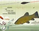 Jaki spławik na lina? Na jezioro, batem, z białym robakiem, casterem lub dendrobeną. Zestaw z haczykiem i obciążeniem.