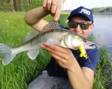 Szczęśliwy wędkarz prezentuje sandacza złowionego na żółtego rippera przynętę.