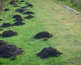 Ziemia z kretowiska, idealna do zanęty, tworzy naturalny krajobraz na zielonej łące.