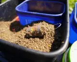 Przezroczysty koszyczek z zanętą feeder bait w czarnym wiadrze, gotowy do łowienia.