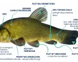 Anatomia ryby: otwory nosowe, oko, łuski, płetwy, linia boczna (neuromasty). Czy ryba ma mózg? Tak, ryby mają mózg, choć jego budowa różni się od ludzkiej.