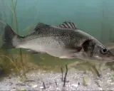 Oto seabass pływający w wodzie, otoczony przez roślinność i inne ryby.