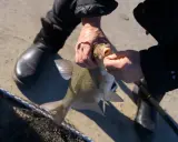 Ręce wędkarza wyciągają haczyk z pyska leszcza, obok leży podbierak.