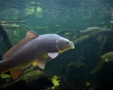 Karp i inne rodzaje ryb słodkowodnych pływają w mętnej wodzie wśród korzeni i gałęzi.