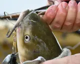 Osoba wyciąga rybę z wody, która ma haczyk w pysku.