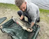Wędkarz z dumą prezentuje ogromnego suma złowionego na spinning.
