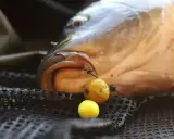 Karp z przynętą na haku na siatce wędkarskiej.