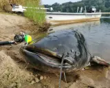 Sumny sum na piasku, z przynętą w pysku. W tle łódź i wędka. Idealny zestaw, by złowić takiego potwora, ale jaki spławik na rzekę?