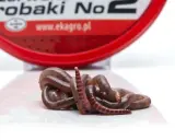 Kłębek żywych, brązowych robaków na ryby, gotowych do połowu. W tle czerwone opakowanie z napisem "robaki".