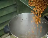 Wsypywanie orzechów tygrysich do dużego garnka. To świetna zanęta dla karpi.