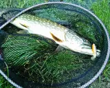 Szczupak złowiony na spinning, z przynętą w pysku, leży w podbieraku na trawie. To dowód, jak łowić szczupaki na spinning.