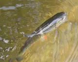 Klenie na spinning złowione! Ryba w wodzie, widoczna linia żyłki i haczyk w pysku.