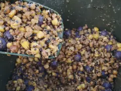 Zanęta karpiowa z kukurydzą i kulkami proteinowymi. Idealna mieszanka na karpie.