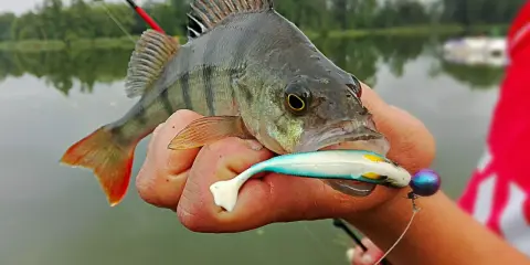 Okoń złapany na gumową przynętę, która okazała się świetną zanętą na okonia. W tle jezioro i las.