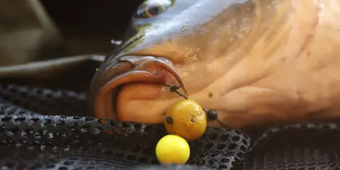 Karp z haczykiem i kulkami proteinowymi, które mogą stanowić skuteczną zanętę na karpia.