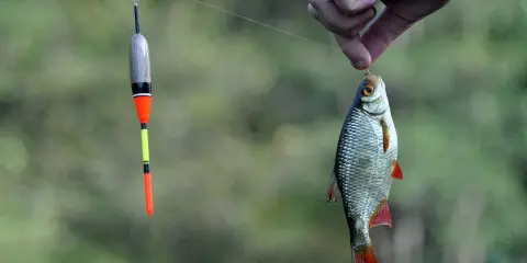Złowiona ryba na haku, obok spławik. Udany połów ryb na spinning.