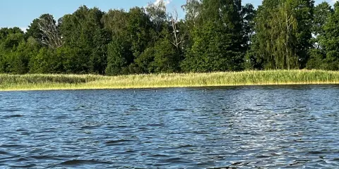 Spokojne jezioro wieleńskie z falującą wodą i zielonym lasem w tle.