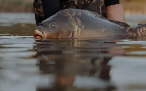 Karp wynurza się z wody, przygotowując się do tarła karasia w stawie.