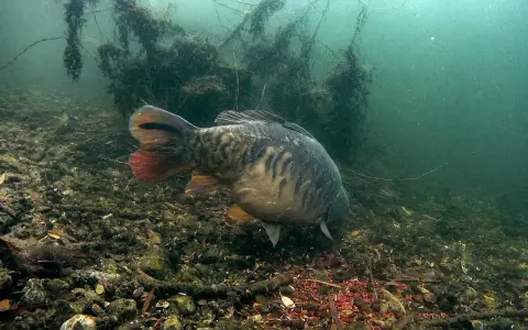 Karp żeruje na dnie, gdzie czerwone larwy stanowią naturalne atraktory. Pod wodą widać zarośla i kamienie.