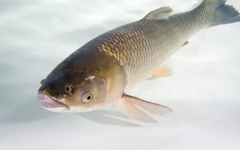 Amur pływa w czystej wodzie. To ryba, która może być celem wędkarskim, a jej połów często zależy od kalendarza brań amura.