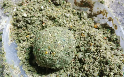 Domowa zanęta na lina, kulka z mieszanki ziaren i ziół w plastikowym pojemniku.