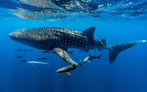 Wielki rekin wielorybi, który jest rybą, pływa w głębinach oceanu, otoczony mniejszymi rybami.