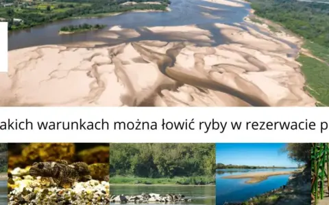 Krajobraz rzeki z piaszczystymi łachami, przypominający Jezioro Czerniakowskie. Poniżej zdjęcia ptaków, ryb i roślinności.