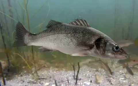 Oto seabass pływający w wodzie, otoczony przez roślinność i inne ryby.