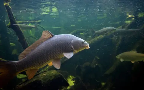 Karp i inne rodzaje ryb słodkowodnych pływają w mętnej wodzie wśród korzeni i gałęzi.
