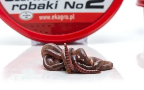 Kłębek żywych, brązowych robaków na ryby, gotowych do połowu. W tle czerwone opakowanie z napisem "robaki".