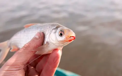 Ryba z czerwonym robakiem w pysku, złowiona na zanęty na płocie.
