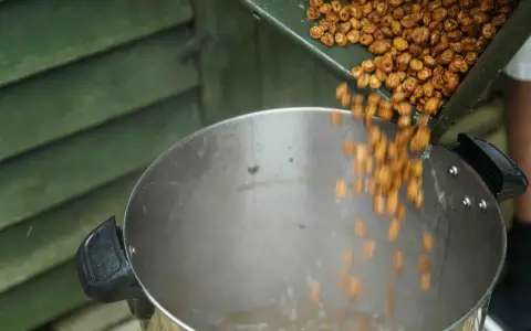 Wsypywanie orzechów tygrysich do dużego garnka. To świetna zanęta dla karpi.