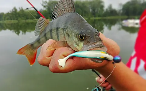 Okoń złowiony na spinning, z przynętą w pysku. Pokazuje, jak złowić okonia na spinning.