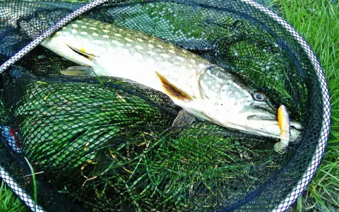 Szczupak złowiony na spinning, z przynętą w pysku, leży w podbieraku na trawie. To dowód, jak łowić szczupaki na spinning.