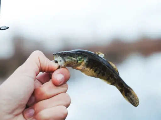 Mała rybka złowiona na spinning. Czy można łowić na spinning w styczniu? Tak, jeśli masz szczęście i cierpliwość!