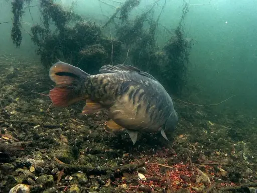 Karp żeruje na dnie, gdzie czerwone larwy stanowią naturalne atraktory. Pod wodą widać zarośla i kamienie.