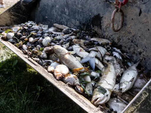 Ogromna ilość martwych ryb i muszli w metalowej skrzyni. Widoczny śnięcie ryb, które mogło być spowodowane zanieczyszczeniem lub brakiem tlenu w wodzie.